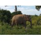 Srí Lanka - zvířata - safari - národní park - Udawalawe - slon - buvol - páv - 2K