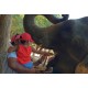 Sri Lanka - animals - travelling - Pinnawala - elephant - orphanage - feeding - river - banan - 4K