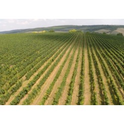 ČR - zemědělství - příroda - vinice - letecké záběry - dron