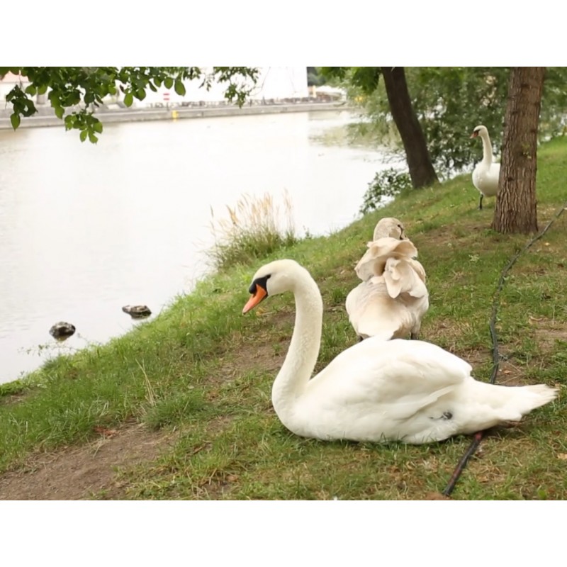 ČR - Vltava - řeka - zvířata - labutě