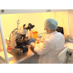   ČR - zdravotnictví - embryo - buňka - dělení - umělé oplodnění - mikroskop - laboratoř - IVF