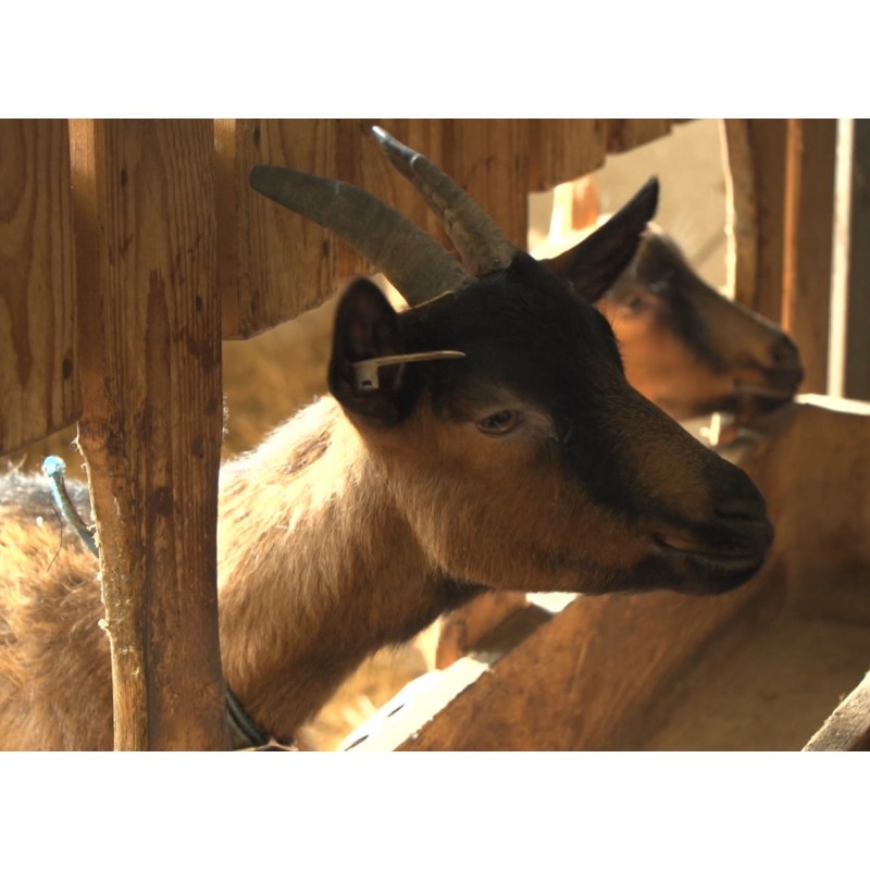 CZ - animals - goat - mountain - kid - shed - keeper - udder - milking