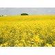 CZ - Prague - agriculture - field - colza - flower - pollen - allergy
