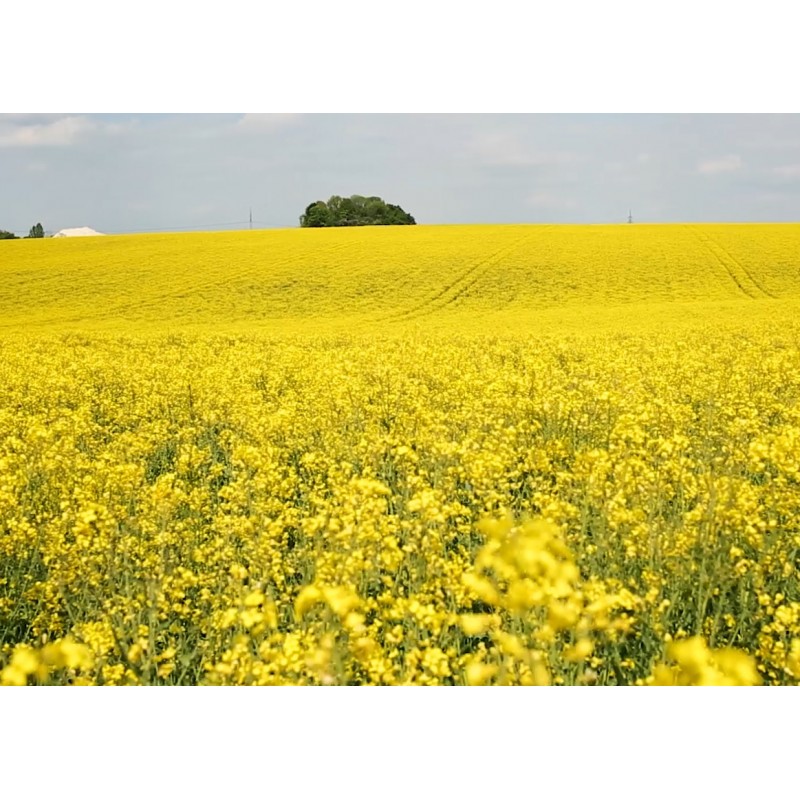 CZ - Prague - agriculture - field - colza - flower - pollen - allergy