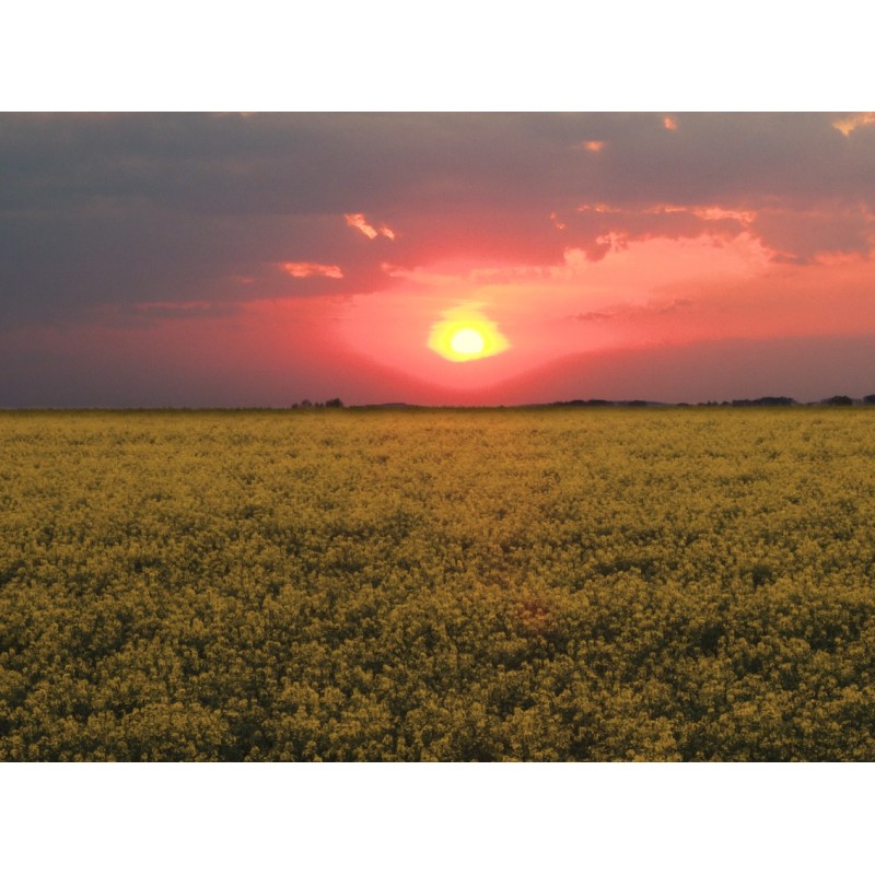 CZ - nature - field - rape - sun - sunset - time-lapse - faster 10x - 4K
