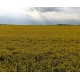 CZ - Prague - agriculture - field - rape - flower - pollen - allergy - aerial pictures - 4K