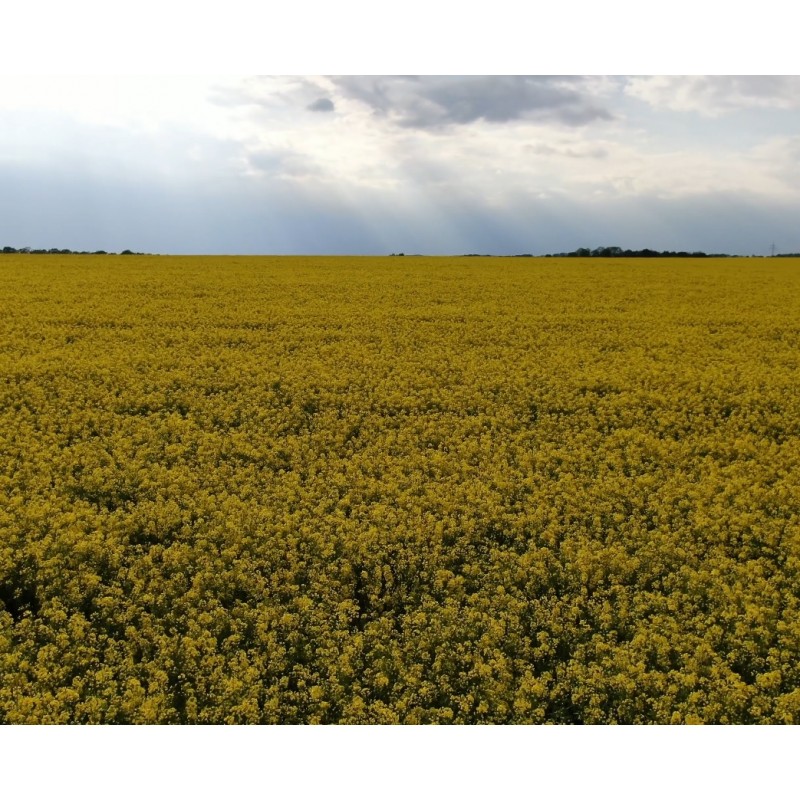 CZ - Prague - agriculture - field - rape - flower - pollen - allergy - aerial pictures - 4K