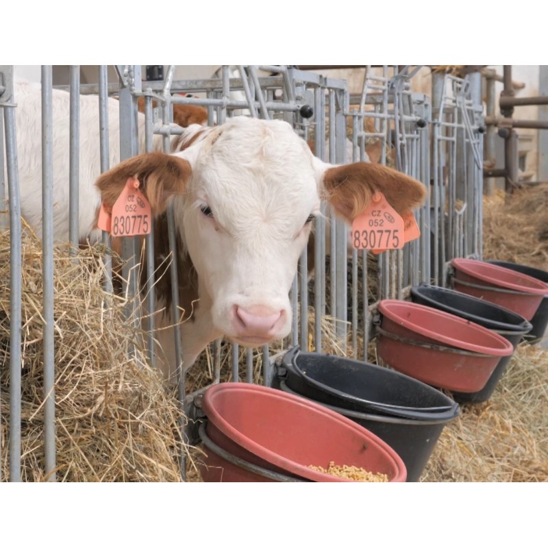 CZ - agriculture - breeding - cattle - milk cow - calf - cow house - heifer - feeding
