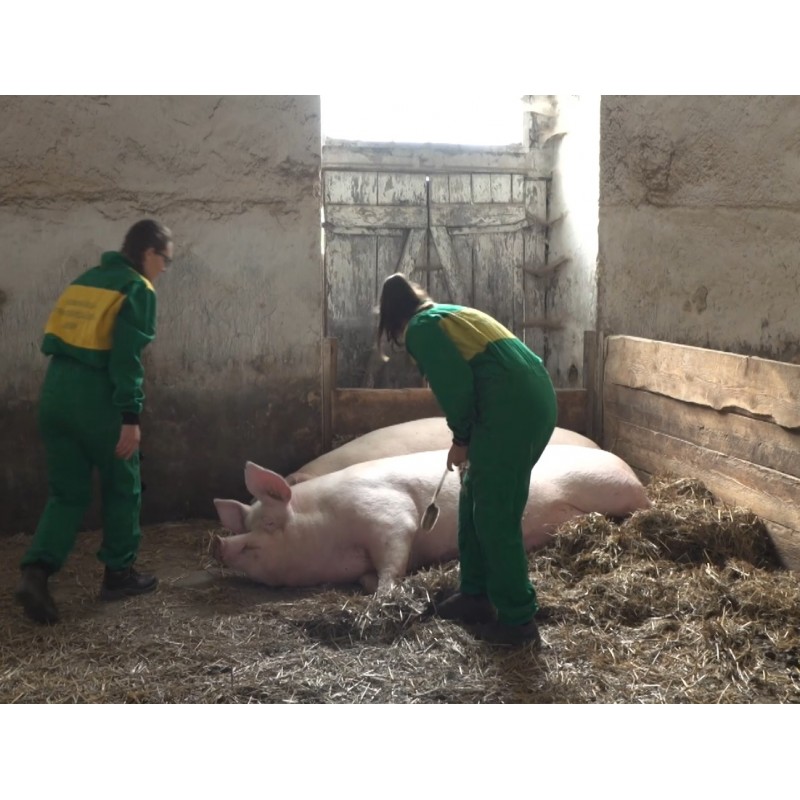 CZ - agriculture - Benešov - cow - pig - keeper - livestock specialist - green - golf