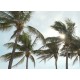 USA - Florida - Naples - budovy - nemovitost - dům - vila - luxus - golf - palma - bohatství