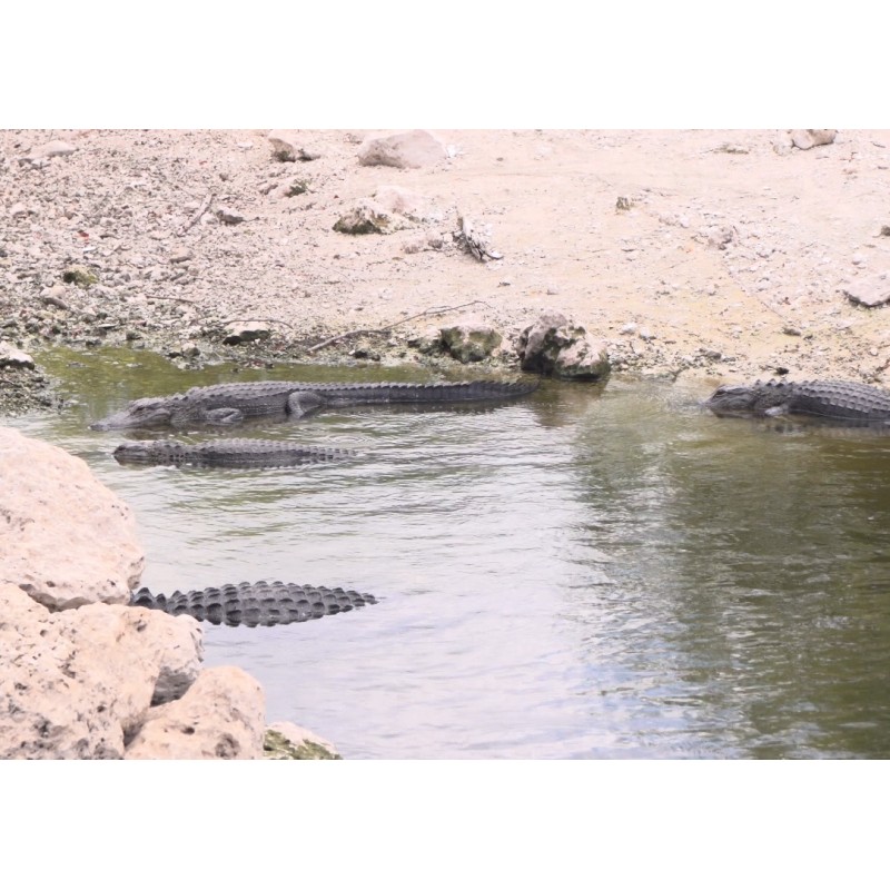 USA - Florida - zvířata - aligátor - krokodýl - krab - moře - pláž - 4K