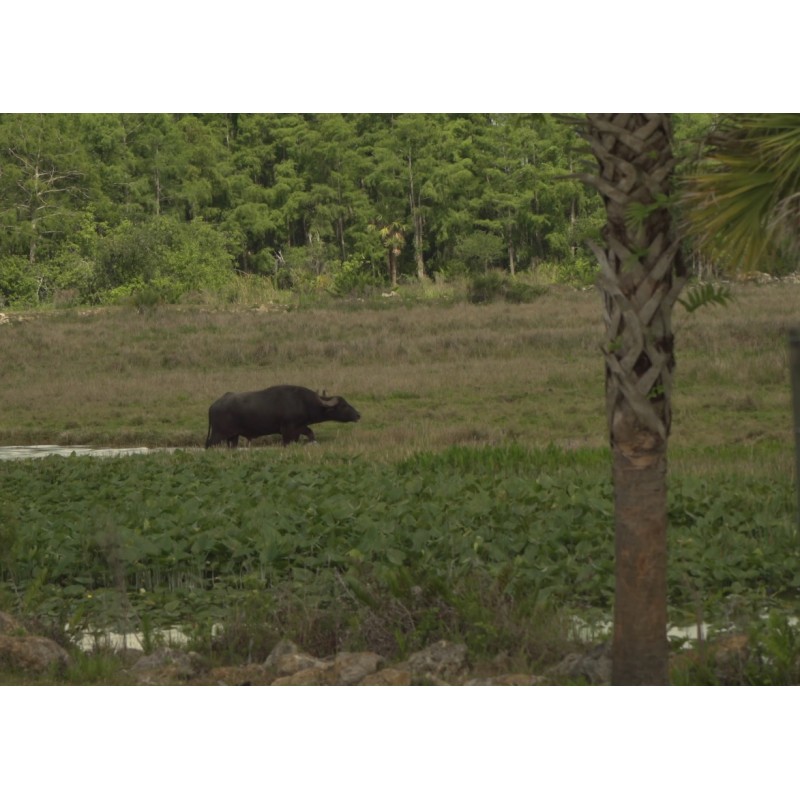 USA - Florida - nature - safari - buffalo - zebra - parrot - pig - crocodile - alligator - jungle - 4K