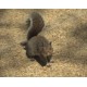 USA - animals - squirrel - 4K