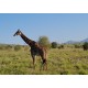 Africa - Kenya - animals - Tsavo West National Park - safari - giraffe - elephant - zebra - buffalo - 4K