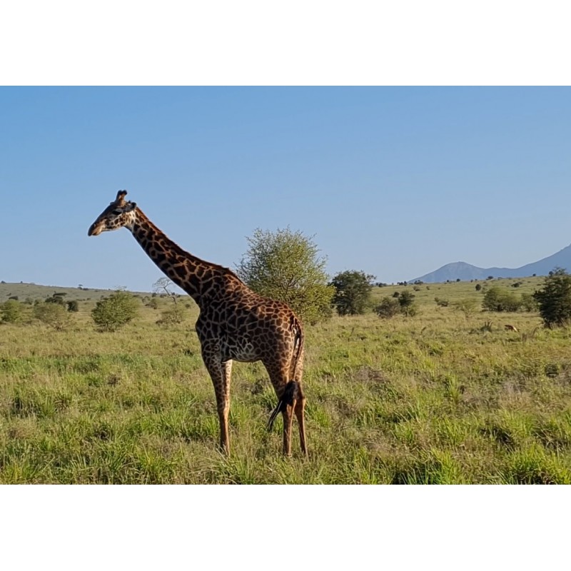 Afrika - Keňa - zvířata - Tsavo West National Park - safari - žirafa - slon - zebra - buvol - 4K