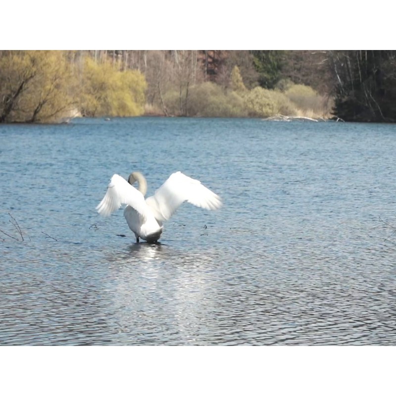 CZ - animals - Český ráj - nature - swan - duck - pond - water - trees