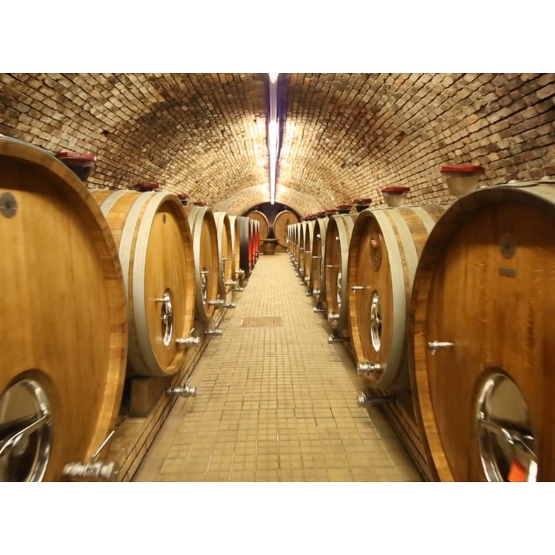 CZ - Velké Pavlovice - Šlechtitelka - 120 anniversary - Tuscany event - vineyard - wine - singing