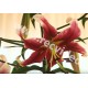 CZ - Prague - Čakovice - nature - flower - exhibition - lily