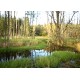 CZ - nature - Šumava - stream - forest - grassland - biotope - meadow - reeds - tree - water