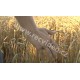 ČR - zemědělství - sklizeň obilí