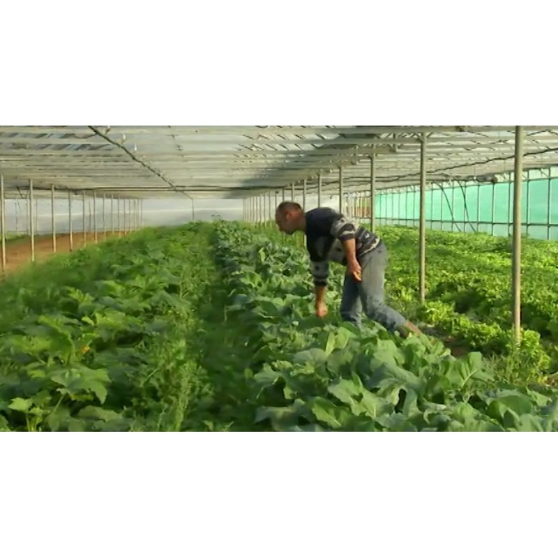 France - vegetables - greenhouse - growing