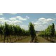 CR - Moravia - vineyard - grapevine