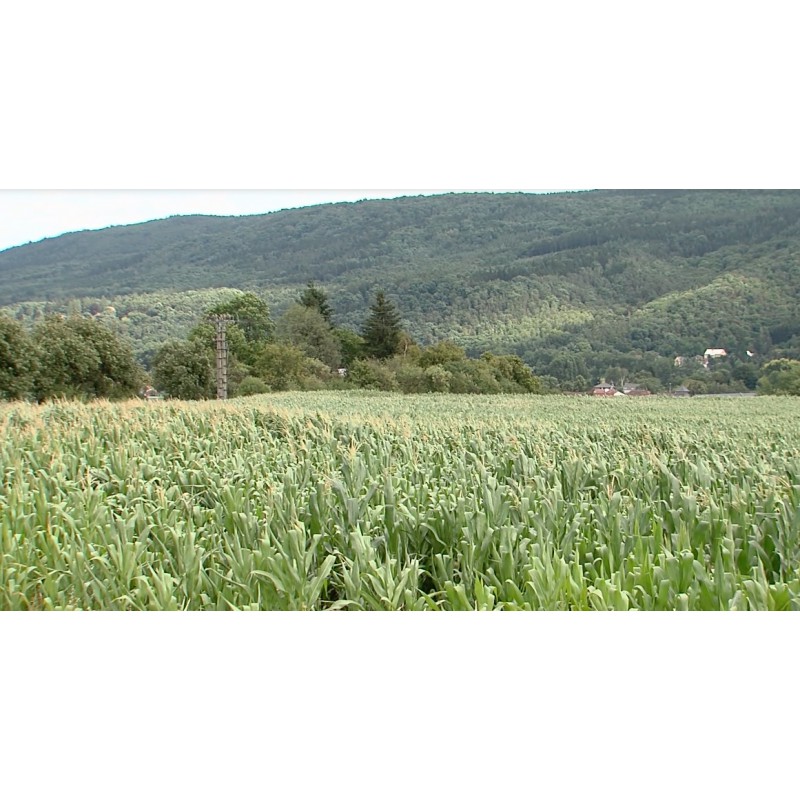 ČR - zemědělství - pole - kukuřice
