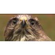 CR - nature - birds - raptor - falcon - buzzard