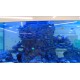 CR - fish - aquarium - 2