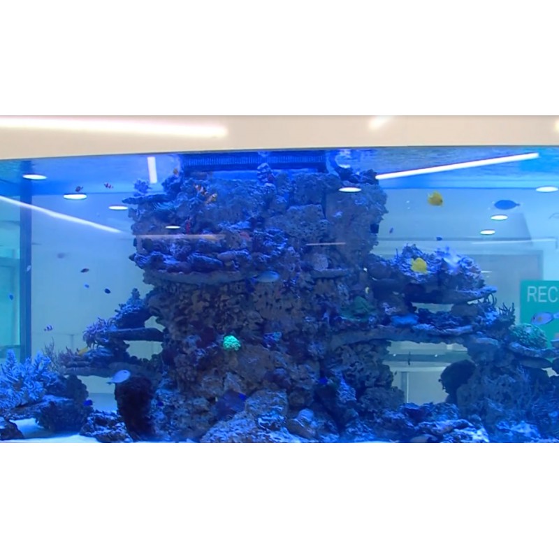 ČR - ryby - akvarium - 2