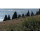 CR - nature - forest - sky - time-lapse - 2 - original length
