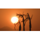 Afrika - západ slunce - palma - originální délka