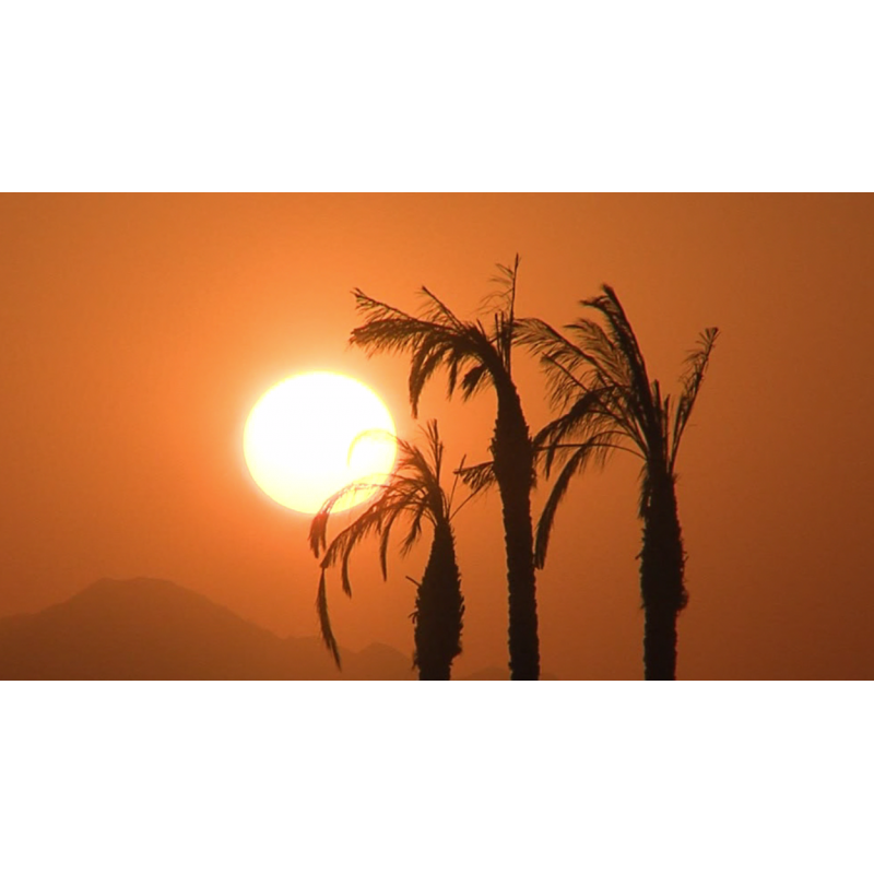 Africa - sunset - palm - original lenght