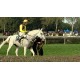 CR - Pardubice - Pardubicka steeplechase - horse race - horses