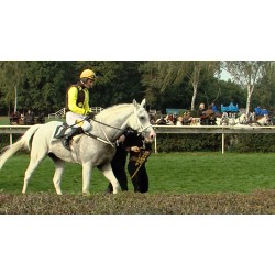 CR - Pardubice - Pardubicka steeplechase - horse race - horses