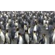 Antarktida - zvířata - tučňáci