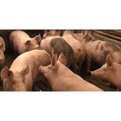 CR - animals - pigs