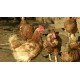 Belgium - hen - eggs - henhouse