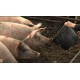ČR - zemědělství - zvířata - prasata - krmení