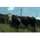ČR - zvířata - krávy - pastva