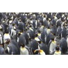 Antarctica - penguin - seal - ocean