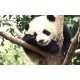 Čína - zvířata - panda - příroda