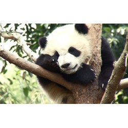Čína - zvířata - panda - příroda