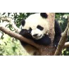 Čína - zvířata - panda - příroda