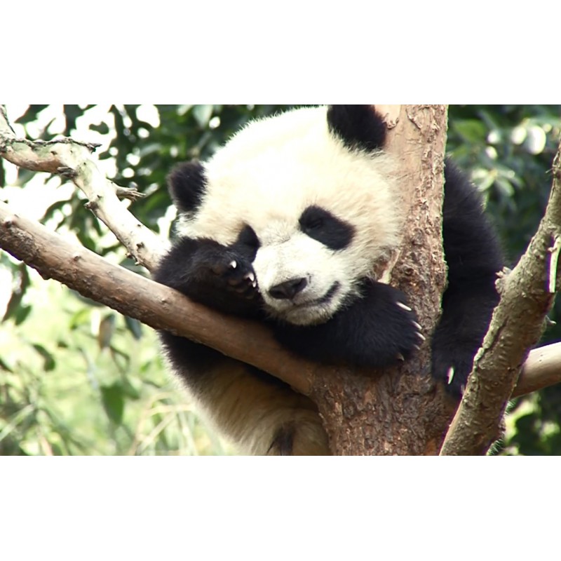 China - animals - panda - nature
