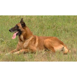 animals - dog - training - cynology