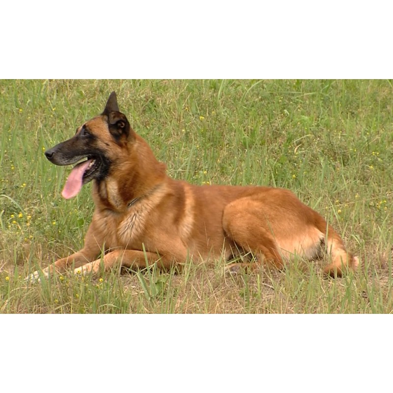 animals - dog - training - cynology