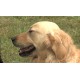 CR - animals - dogs - assistance - blind man