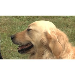CR - animals - dogs - assistance - blind man