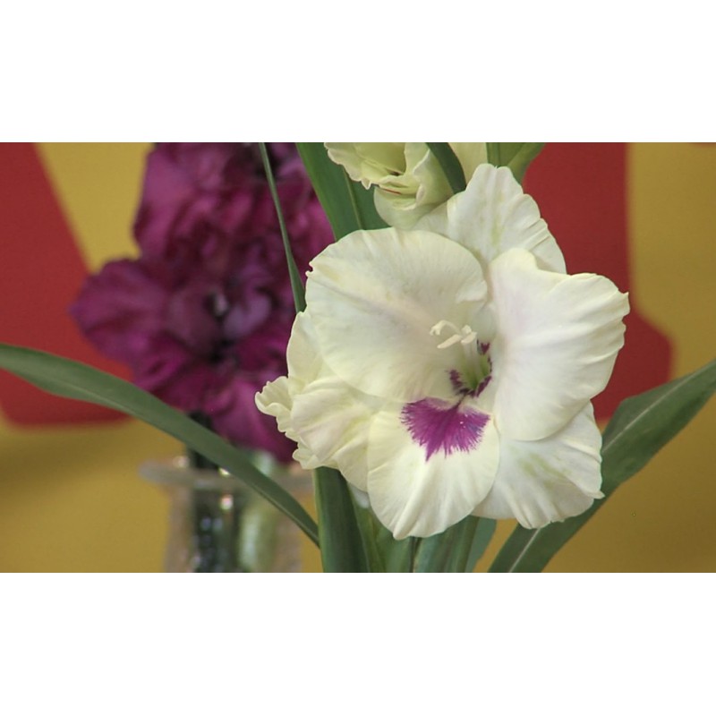 CR - nature - flowers - cut - flowerpot